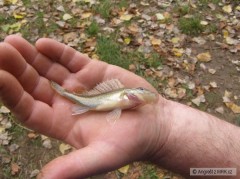Kliknutím fotografii zvětšíte Ježdík - Labe 2007