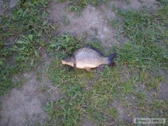 Kliknutím fotografii zvětšíte no koment,kaprik 30cm
