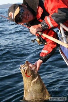Halibut na vl��ku