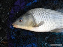 Kapor 31 cm