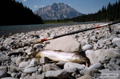Kliknutím fotografii zvětšíte Brown Trout