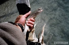 Kliknutím fotografii zvětšíte Bull Trout