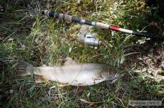 Kliknutím fotografii zvětšíte Bull Trout 64cm