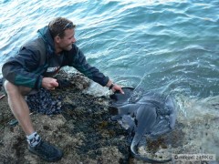 Kliknutím fotografii zvětšíte Sting Ray