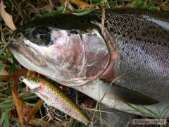 Kliknutím fotografii zvětšíte Rainbow Trout