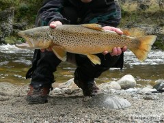 Kliknutím fotografii zvětšíte Brown Trout 64cm