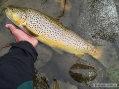 Kliknutím fotografii zvětšíte Brown Trout 57cm
