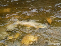 Kliknutím fotografii zvětšíte Brown Trout