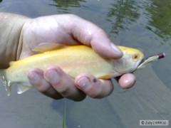 Zlat rybka:)