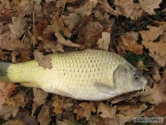 koi 2 