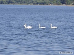 Kliknutím fotografii zvětšíte Rodinka labuti
