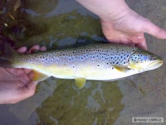 pstruh obecn�