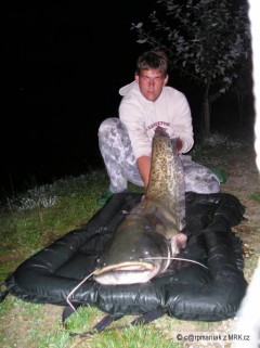 sumatra... 160cm