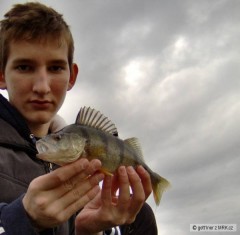 Kliknutím fotografii zvětšíte Ostriež