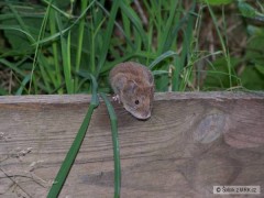 Kliknutím fotografii zvětšíte Myšák Jerry :-)