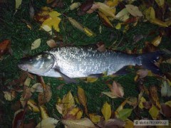 Prvn� Bolen