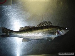 Kliknutím fotografii zvětšíte Candát 47 cm