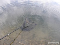 Kliknutím fotografii zvětšíte zubatice
