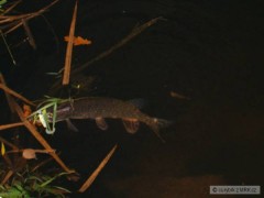 Kliknutím fotografii zvětšíte Labe Nymburk