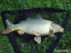 Kliknutím fotografii zvětšíte Kapřík 66 cm