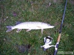 Štika 50cm