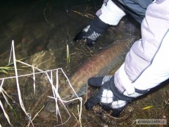 Kliknutím fotografii zvětšíte 29.11.08 ( 89cm ) počtvrté