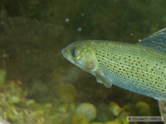 Kliknutím fotografii zvětšíte lipanek