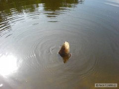 Kliknutím fotografii zvětšíte