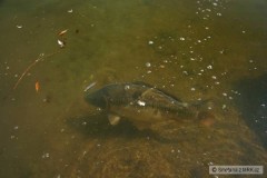 Kliknutím fotografii zvětšíte plave dál