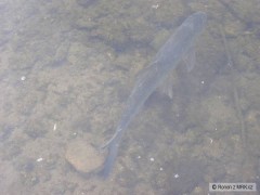 Kliknutím fotografii zvětšíte vrácen vodě