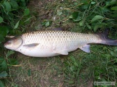 Amur 86 cm krasavec
