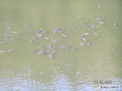 Kliknutím fotografii zvětšíte Amuři 2008