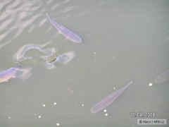 Kliknutím fotografii zvětšíte Amuři 2008