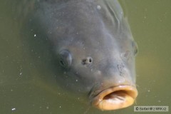Kliknutím fotografii zvětšíte Kapr u hladiny