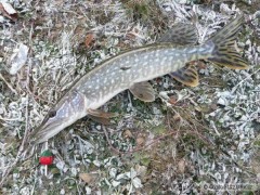 Kliknutím fotografii zvětšíte na silvestra 2008
