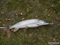 Stika 65 cm