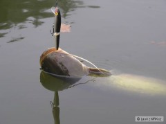 Kliknutím fotografii zvětšíte sumec z Kořenska