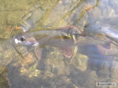 Kliknutím fotografii zvětšíte přelstěný lipan