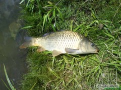 Kliknutím fotografii zvětšíte Normální kapřík 58cm