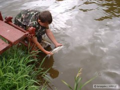 S�zavsk� Bolen drav�