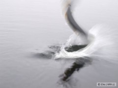 Kliknutím fotografii zvětšíte Lough Corrib, Irsko