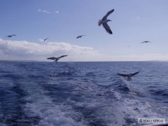 Kliknutím fotografii zvětšíte Atlantický oceán, Irsko
