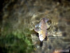Kliknutím fotografii zvětšíte Krása rybařiny