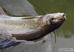 Kliknutím fotografii zvětšíte Lipeň na nymfu