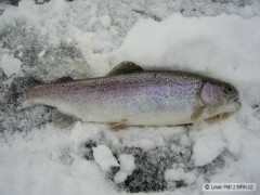 Pstruh 37cm