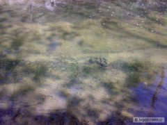 Kliknutím fotografii zvětšíte úhoř