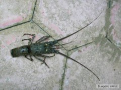 Kliknutím fotografii zvětšíte Costa Rica