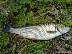 Skoro 50 cm