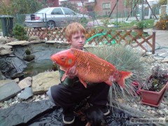 zlat� ryba