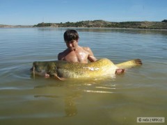 Kliknutím fotografii zvětšíte silurus glanis 208cm